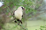 White-headed Buffalo-Weaverborder=